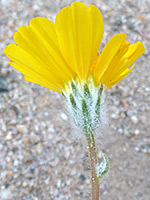 Phyllaries and florets