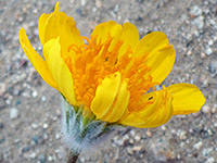 Yellow flowerhead