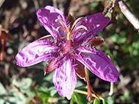 Geranium caespitosum