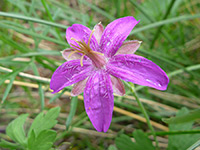 Hairy petals