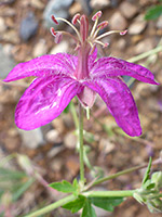 Petals and stamens