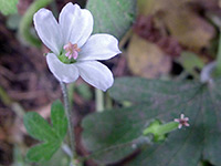 Geranium potentilloides