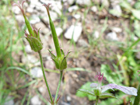 Developing fruit