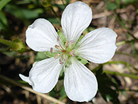 White petals