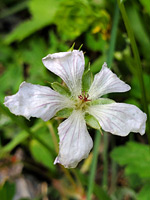 Hairy petal bases