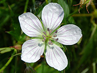 Richardson's Geranium