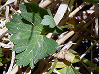 Basal leaf