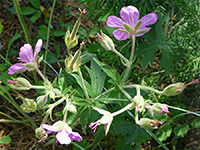 Sticky Purple Geranium