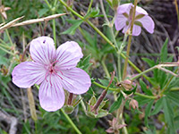 Flowers and fruit