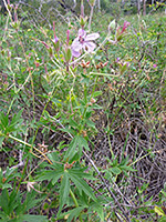 Large leaves