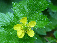 Geum macrophyllum