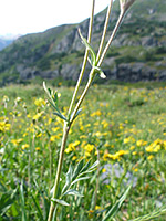 Branched stem