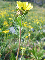 Upper stem leaves