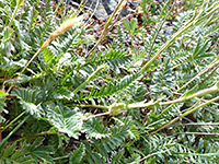 Stems and leaves