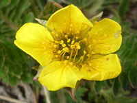 Five-petaled flower