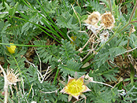 Alpine Avens