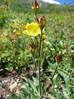 Buds and stems