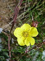 Flower and bud