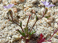 Flowers and leaves