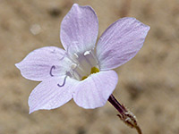 Pale pink petals