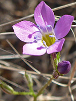 Gilia flavocincta