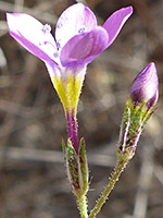 Tubular flowers