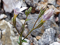 Gilia stellata