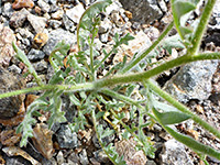 Hairy stems