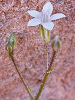Gilia transmontana