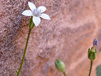 White flower