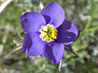 Wildflowers of the Guadalupe Mountains