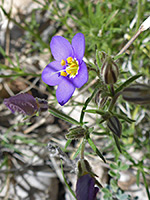 Purple and yellow flower