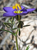 Flower and buds