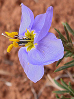 Exserted stamens