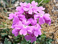 Pink flowers