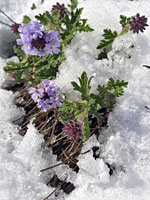 Flowers in the snow