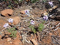 Southwestern Mock Vervain