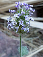 Flower spike