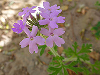 Flowers and bracts