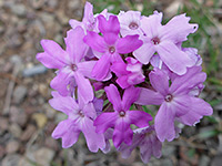 Davis Mountain Mock Vervain