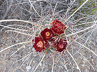 glandulicactus