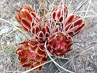 Chihuahuan fishhook cactus flower cluster