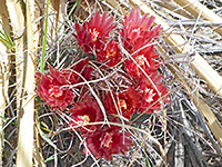 Glandulicactus uncinatus