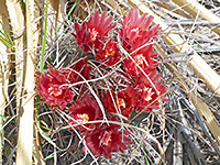 Red flowers of Chihuahuan fishhook cactus