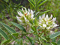 Flowers and leaves