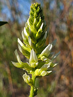 Developing inflorescence