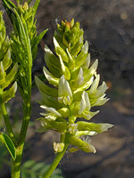 Greenish-white flowers
