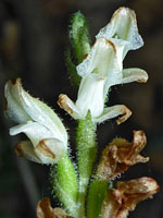 Goodyera oblongifolia