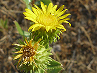 Grindelia camporum