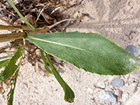 Pointed Gumweed